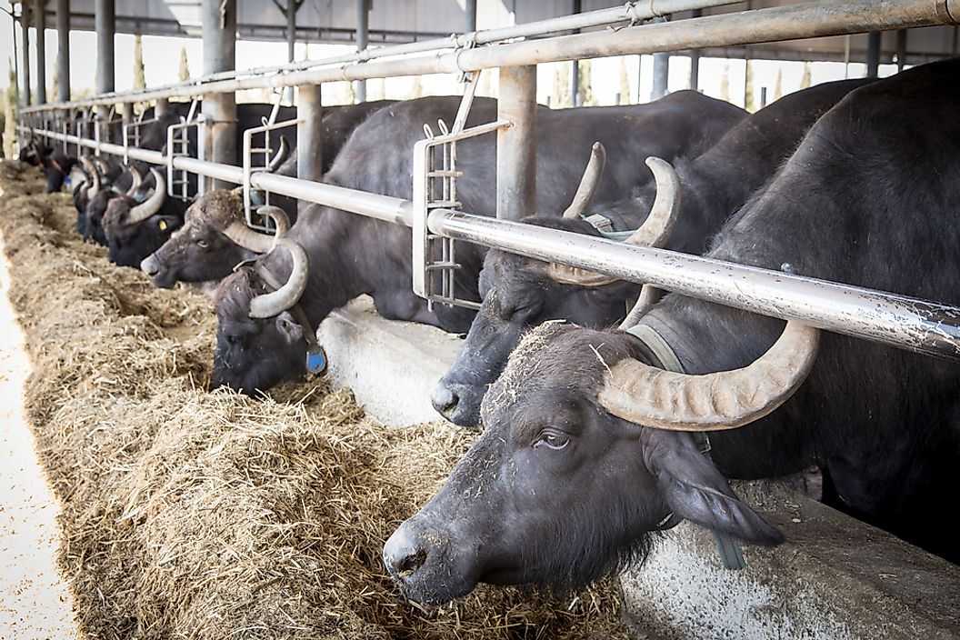 Ведущие страны производители буйволиного молока в мире