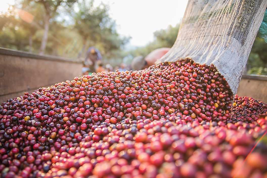 Крупнейшие производители кофе Гватемала