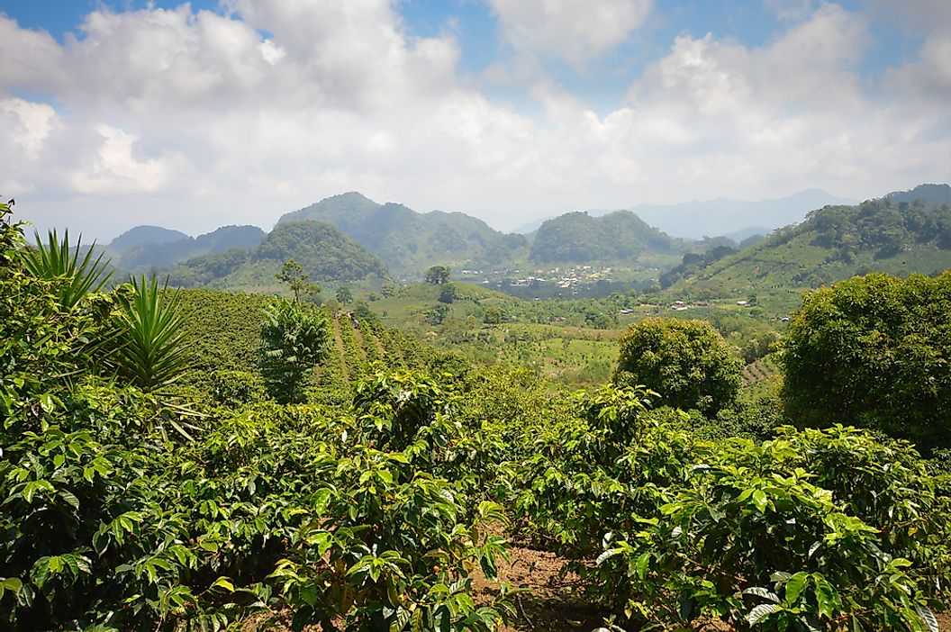Крупнейшие производители кофе Гондурас